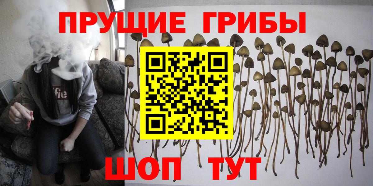 Псилоцибиновые грибы Psilocybine cubensis  Вход с VPN  цены наркотик  Псилоцибиновые грибы MAGIC MUSHROOMS  Губкинский 